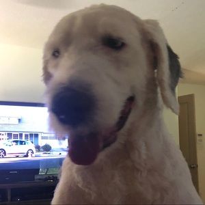 Meet your Posher, Monica